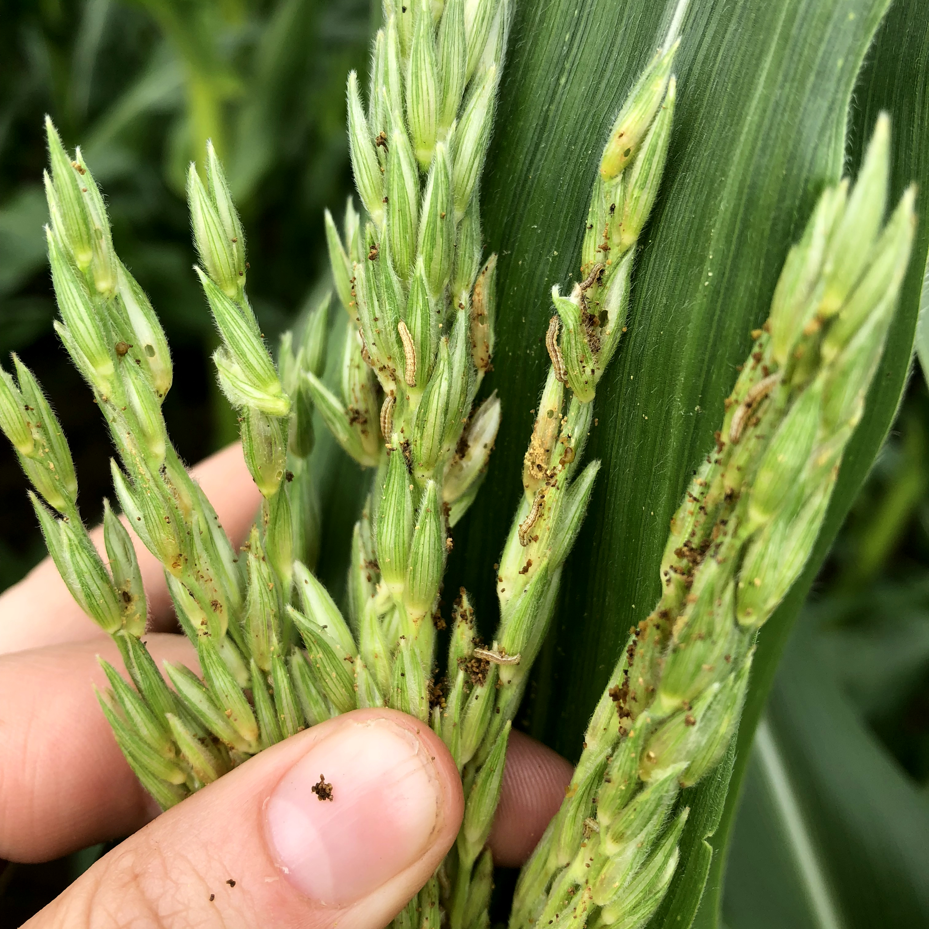 WBC feeding in tassel